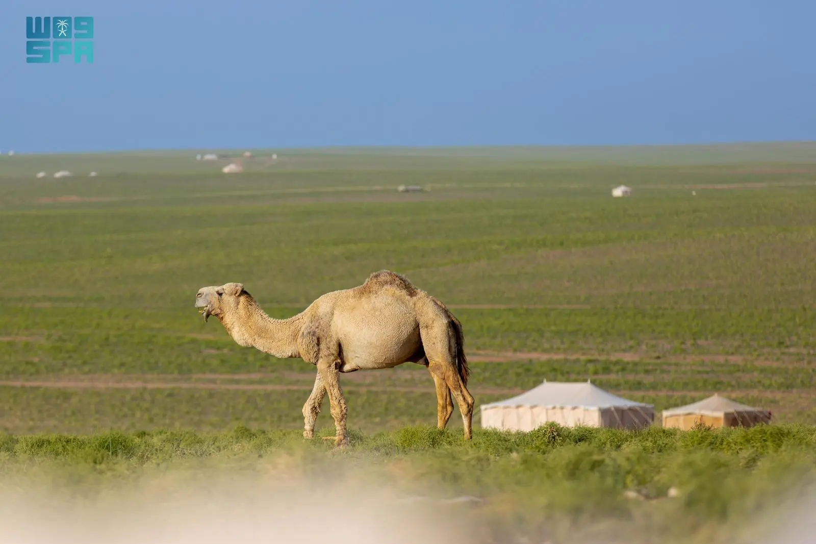 الإبل في الحدود الشمالية ثروة طبيعية تعزز الأمن الغذائي والاقتصاد المحلي